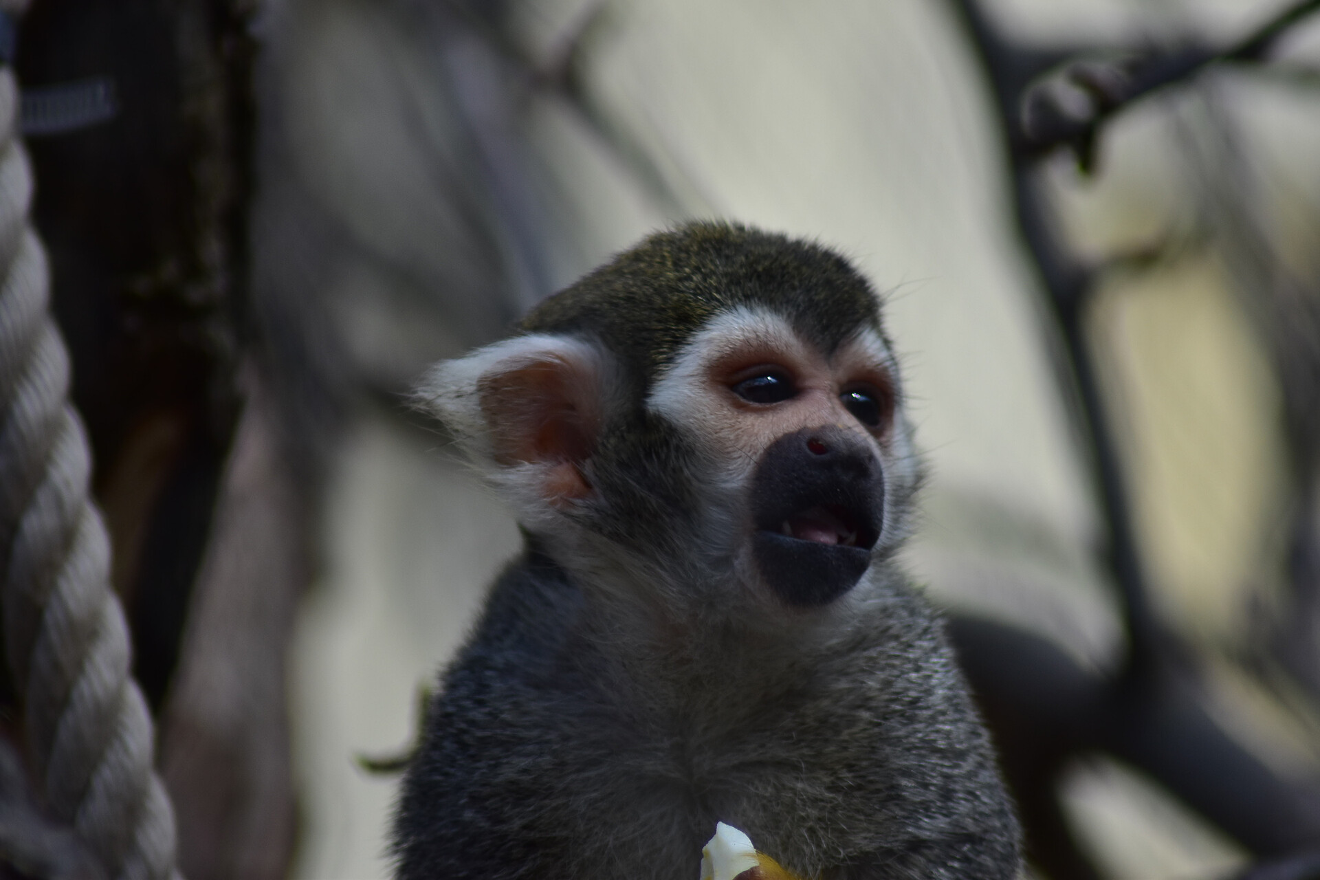 Zoo Schönbrunn - der älteste Zoo der Welt