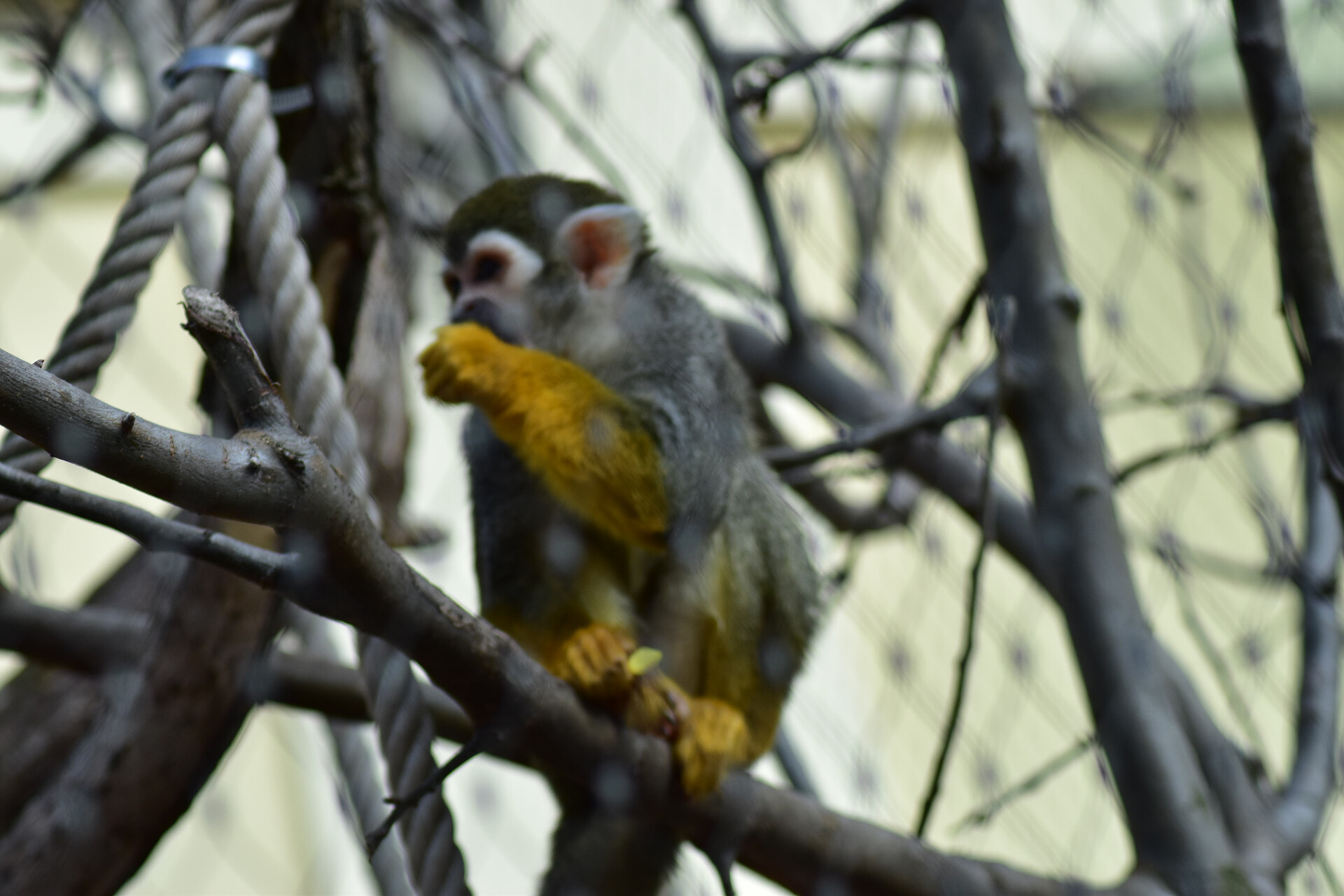 Zoo Schönbrunn - der älteste Zoo der Welt